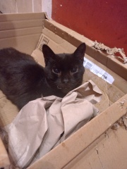 The One where TC moved to Scotland and joined the Excellent Cats