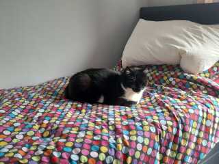 First time cat owner - a few questions