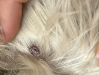 Lump on dog