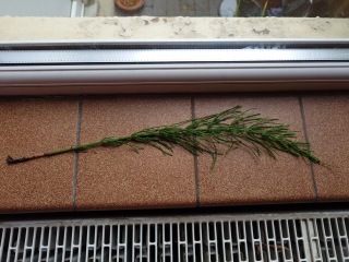 Is this horsetail?