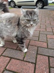 Cat photos