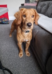 Working Cocker Spaniel?
