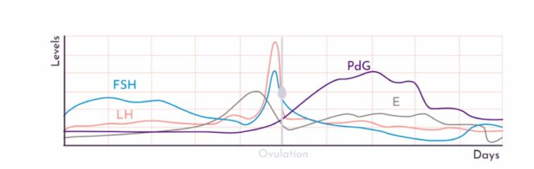 TTC after chemical pregnancy