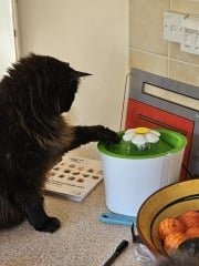 Passports, buckets and spades - the Excellent Cats go on their holidays