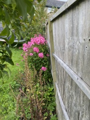 Garden fence problem