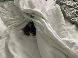 Anyone else's cat sleep UNDER the duvet?!