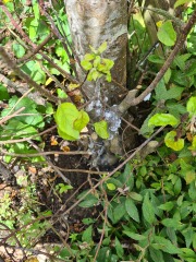 Beautiful cherry tree is sick - how to treat?