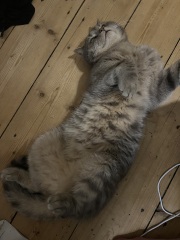 Are these mackerel tabby markings?