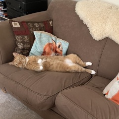 Passports, buckets and spades - the Excellent Cats go on their holidays