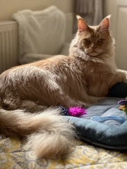 Cat photos