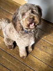 Share Your Dog Stories and Photos! 🐾 Chance to Win £100!