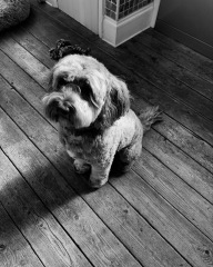 Share Your Dog Stories and Photos! 🐾 Chance to Win £100!