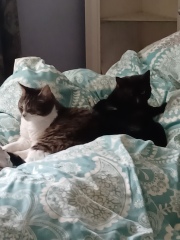 The One where TC moved to Scotland and joined the Excellent Cats