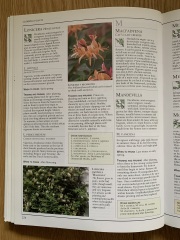 Heavy pruning honeysuckle?