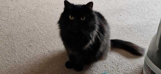 New cat flap, holiday, cat non-cooperative