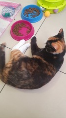 Bit of reassurance for my new rescue cat