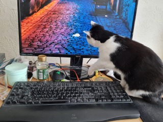 The One where TC moved to Scotland and joined the Excellent Cats