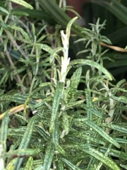 What’s up with rosemary?