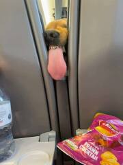 Dogs on tables in Cafes !!