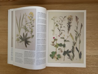 New to the world of plants...can anyone identify these for me?
