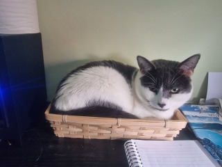New (first) cat - what sort of bed?