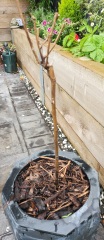 Standard rose bush