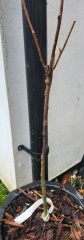 Standard rose bush