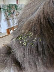 The One where TC moved to Scotland and joined the Excellent Cats