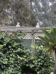 Passports, buckets and spades - the Excellent Cats go on their holidays