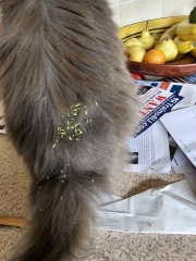 The One where TC moved to Scotland and joined the Excellent Cats