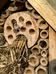 To wonder where the bees are