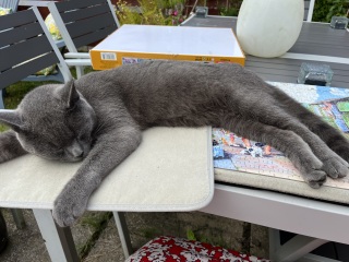 Passports, buckets and spades - the Excellent Cats go on their holidays