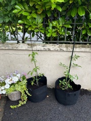 Tomato plants not flowering