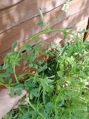 What have you done in the garden today? Part 5