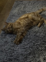 Thread 3 Starmer:  Digging has started, bigger shovel required