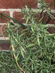 What’s up with rosemary?
