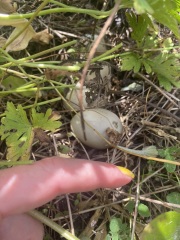Which bird has laid these eggs in my flower bed?