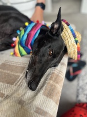 Share Your Dog Stories and Photos! 🐾 Chance to Win £100!