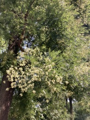 Tree identification - in Prague