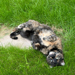 Heartbreaking news about my cat