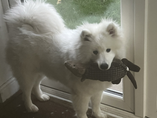 First ever dog