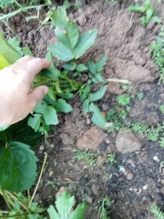 Are there any arboriculturists here?