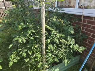 What have you done in the garden today? Part 5