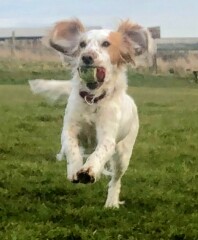 Share Your Dog Stories and Photos! 🐾 Chance to Win £100!