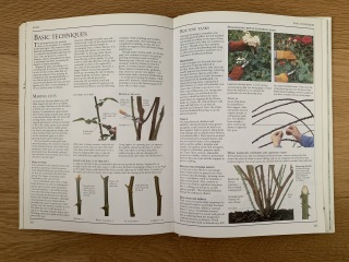 Bare root roses struggling this year?