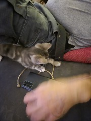Cat photos