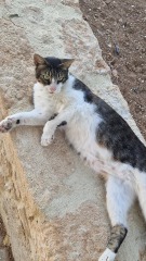 Cat photos