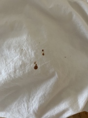 Does it look like bed bugs?