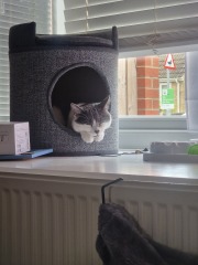 New (first) cat - what sort of bed?