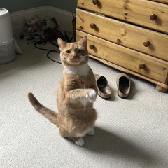 Passports, buckets and spades - the Excellent Cats go on their holidays